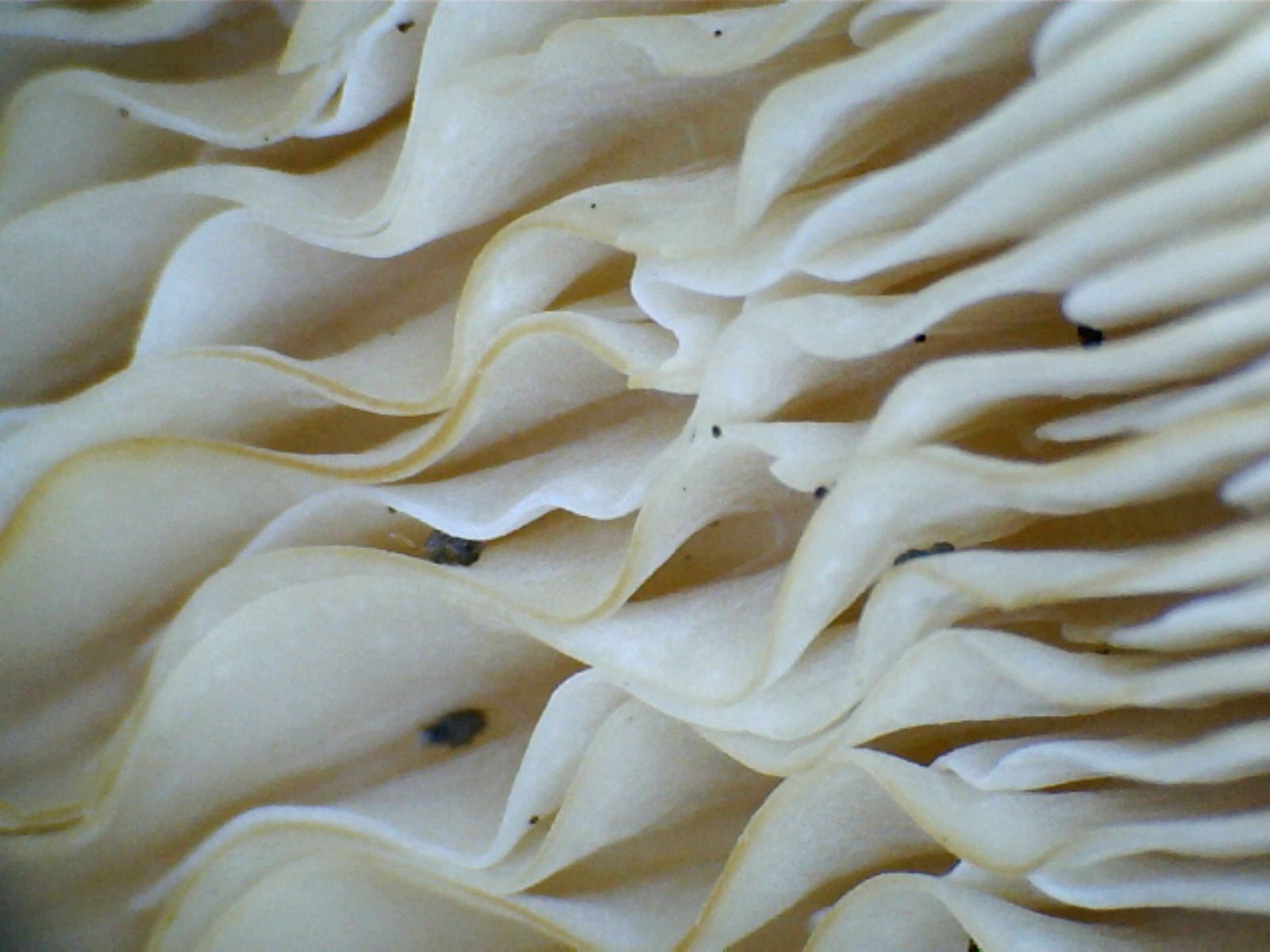 microscopio senza  pretese